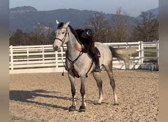 BWP (cheval de sang belge), Jument, 11 Ans, 168 cm, Gris