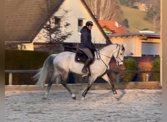 BWP (cheval de sang belge), Jument, 11 Ans, 168 cm, Gris