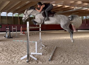 BWP (cheval de sang belge), Jument, 11 Ans, 168 cm, Gris