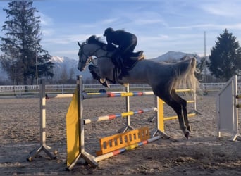 BWP (cheval de sang belge), Jument, 11 Ans, 168 cm, Gris