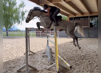 BWP (cheval de sang belge), Jument, 11 Ans, 168 cm, Gris