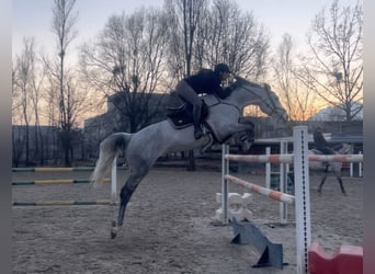 BWP (cheval de sang belge), Jument, 11 Ans, 168 cm, Gris