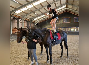 BWP (cheval de sang belge) Croisé, Jument, 12 Ans, 161 cm, Noir