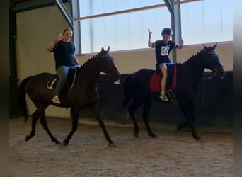 BWP (cheval de sang belge) Croisé, Jument, 12 Ans, 161 cm, Noir