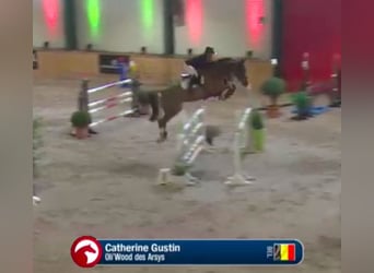 BWP (cheval de sang belge), Jument, 12 Ans, 162 cm, Alezan brûlé