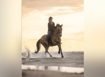 BWP (cheval de sang belge), Jument, 12 Ans, 166 cm, Bai cerise