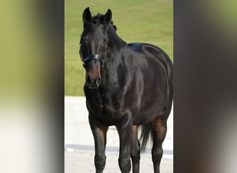 BWP (cheval de sang belge), Jument, 12 Ans, 170 cm, Bai brun foncé