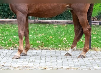 BWP (cheval de sang belge), Jument, 12 Ans, 173 cm, Alezan
