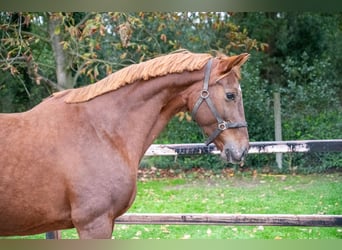 BWP (cheval de sang belge), Jument, 12 Ans, 173 cm, Alezan
