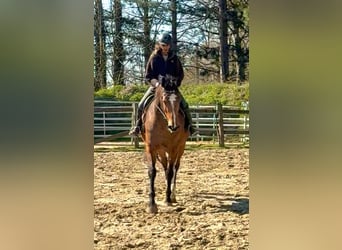 BWP (cheval de sang belge), Jument, 12 Ans, 175 cm, Bai