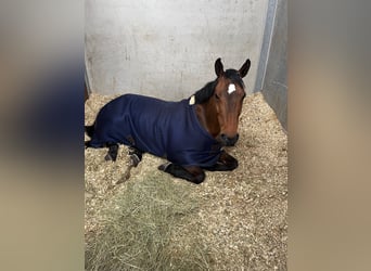 BWP (cheval de sang belge), Jument, 13 Ans, 165 cm, Bai