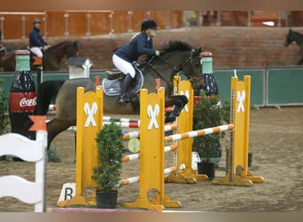 BWP (cheval de sang belge), Jument, 13 Ans, 165 cm, Bai