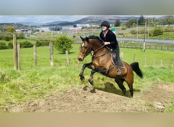 BWP (cheval de sang belge), Jument, 13 Ans, 165 cm, Bai