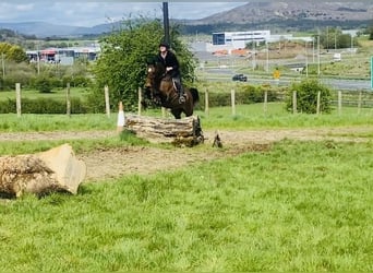 BWP (cheval de sang belge), Jument, 13 Ans, 165 cm, Bai