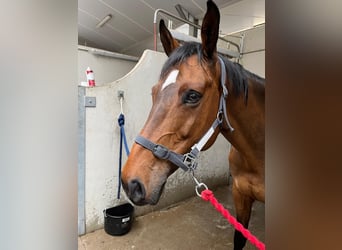 BWP (cheval de sang belge), Jument, 13 Ans, 165 cm, Bai