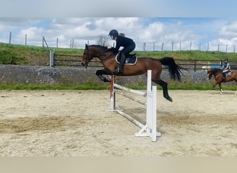 BWP (cheval de sang belge), Jument, 13 Ans, 165 cm, Bai