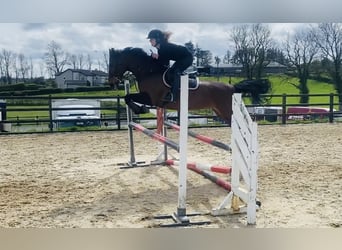 BWP (cheval de sang belge), Jument, 13 Ans, 165 cm, Bai