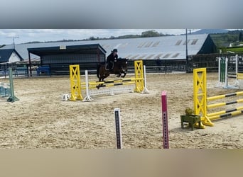 BWP (cheval de sang belge), Jument, 13 Ans, 165 cm, Bai