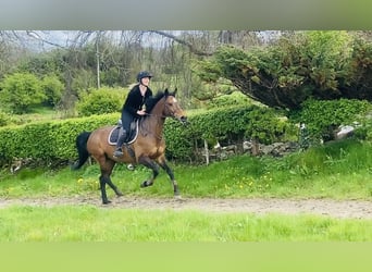 BWP (cheval de sang belge), Jument, 13 Ans, 165 cm, Bai