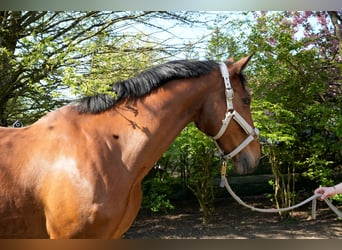 BWP (cheval de sang belge), Jument, 13 Ans, 172 cm, Bai