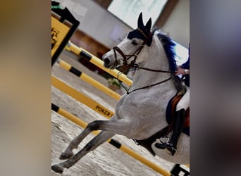 BWP (cheval de sang belge), Jument, 13 Ans, 172 cm, Gris moucheté