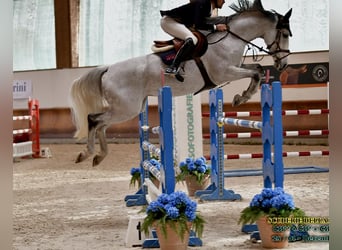 BWP (cheval de sang belge), Jument, 13 Ans, 172 cm, Gris moucheté
