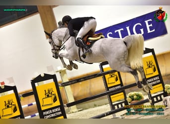 BWP (cheval de sang belge), Jument, 13 Ans, 172 cm, Gris moucheté
