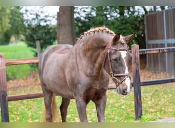 BWP (cheval de sang belge), Jument, 14 Ans, 148 cm, Alezan brûlé