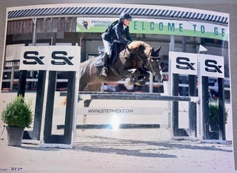 BWP (cheval de sang belge), Jument, 14 Ans, 148 cm, Alezan brûlé