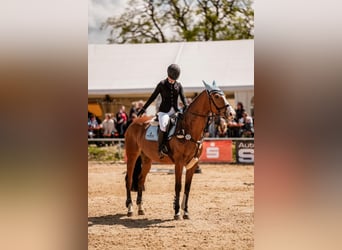 BWP (cheval de sang belge), Jument, 14 Ans, 164 cm, Bai