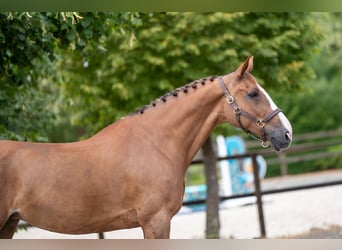 BWP (cheval de sang belge), Jument, 14 Ans, 168 cm