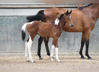 BWP (cheval de sang belge), Jument, 1 Année, 164 cm, Tobiano-toutes couleurs