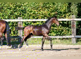 BWP (cheval de sang belge), Jument, 1 Année, 170 cm, Bai