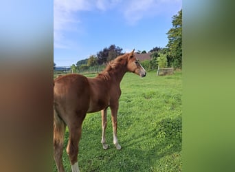 BWP (cheval de sang belge), Jument, 1 Année, Alezan