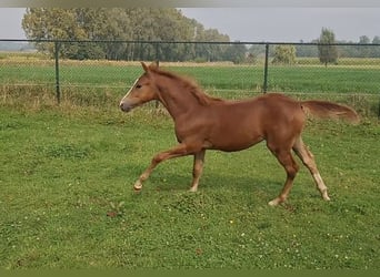 BWP (cheval de sang belge), Jument, 1 Année, Alezan