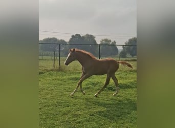 BWP (cheval de sang belge), Jument, 1 Année, Alezan