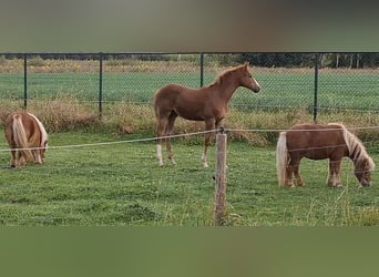 BWP (cheval de sang belge), Jument, 1 Année, Alezan