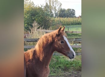 BWP (cheval de sang belge), Jument, 1 Année, Alezan