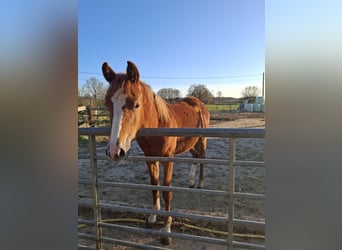 BWP (cheval de sang belge), Jument, 1 Année, Alezan