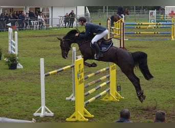 BWP (cheval de sang belge), Jument, 21 Ans, 170 cm, Noir