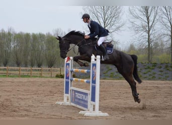 BWP (cheval de sang belge), Jument, 21 Ans, 170 cm, Noir