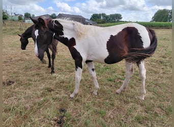 BWP (cheval de sang belge), Jument, 21 Ans, 170 cm, Noir