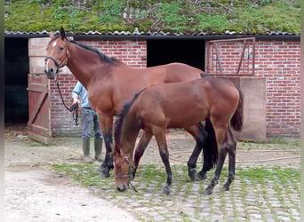 BWP (cheval de sang belge), Jument, 22 Ans, 169 cm, Bai cerise