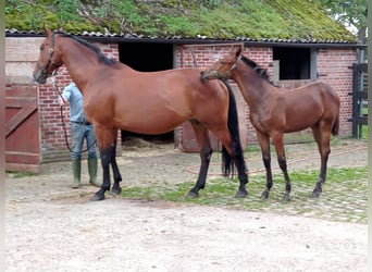 BWP (cheval de sang belge), Jument, 22 Ans, 169 cm, Bai cerise