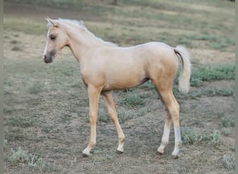 BWP (cheval de sang belge), Jument, 2 Ans, 135 cm, Palomino