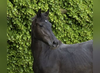 BWP (cheval de sang belge), Jument, 2 Ans, 150 cm, Noir