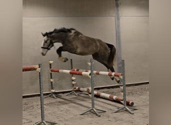 BWP (cheval de sang belge), Jument, 2 Ans, 160 cm, Gris
