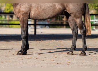 BWP (cheval de sang belge), Jument, 2 Ans, 167 cm, Gris