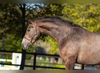 BWP (cheval de sang belge), Jument, 2 Ans, 167 cm, Gris