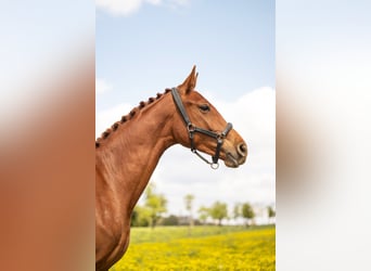 BWP (cheval de sang belge), Jument, 2 Ans, 170 cm, Alezan